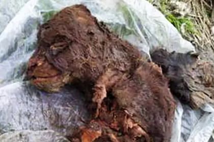 En la caverna descubrieron a una madre con su cachorro en muy buen estado