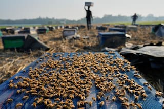 Los apicultores migratorios de India y sus colmenas siguen a las flores para producir miel