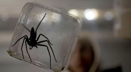 Los aracnofóbicos deberán pensarlo dos veces antes de ver esta película.