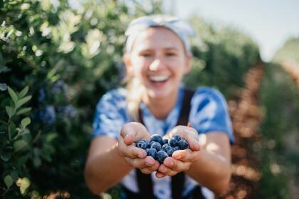 Los arándanos poseen antocianina, un tipo de flavonoide que ayuda a revitalizar la memoria