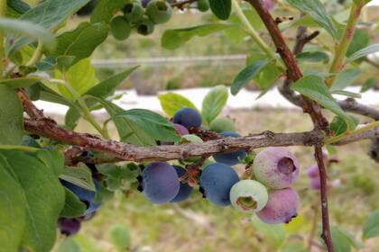 Los arándanos silvestres son aún más beneficiosos