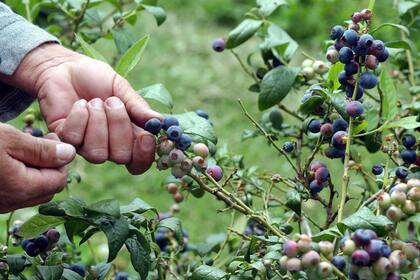 Los arándanos son antioxidantes, antisépticos y rico en fibras