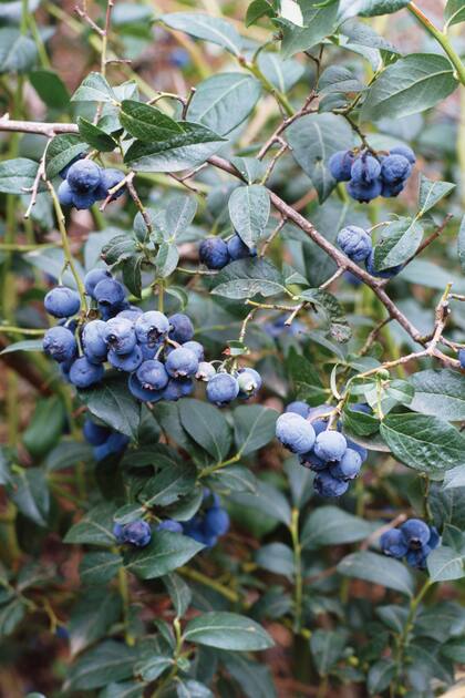 Los arándanos tienen bajos requerimientos de nutrientes y son sensibles al exceso de fertilizantes