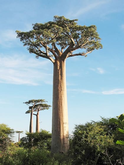 Los árboles baobabs (Foto: Wikipedia)