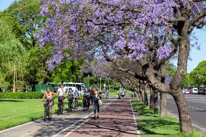 Los árboles de jacarandá son un clásico porteño.