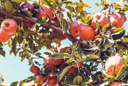 Los árboles de manzanas son ideales para plantarse en otoño, ya que son especialmente resistentes al invierno