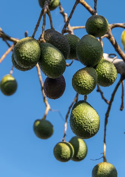 Los árboles de palta nacidos de semilla pueden tardar entre 5 y 13 años en dar fruto