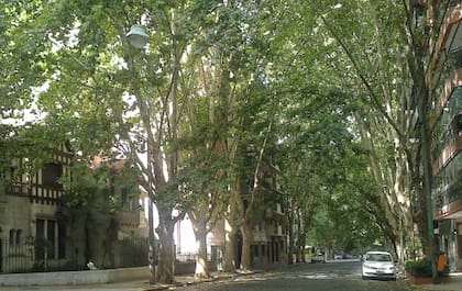 Los árboles de plátanos, un clásico en las veredas porteñas