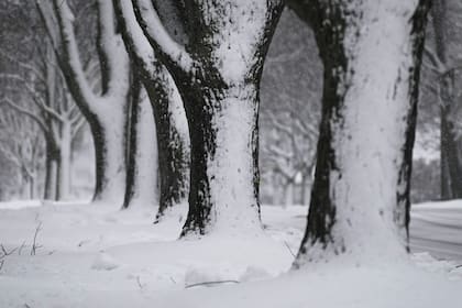 Los árboles están cubiertos de nieve en Wheeling, Illinois.