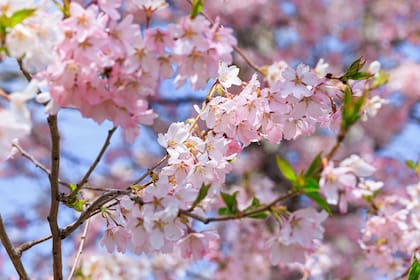Los árboles están distribuidos en distintos puntos estratégicos dentro del parque, todos a poca distancia entre sí