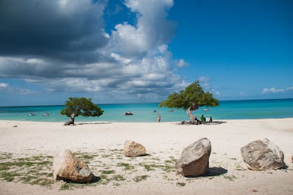 Los árboles fofoti en Eagle Beach.