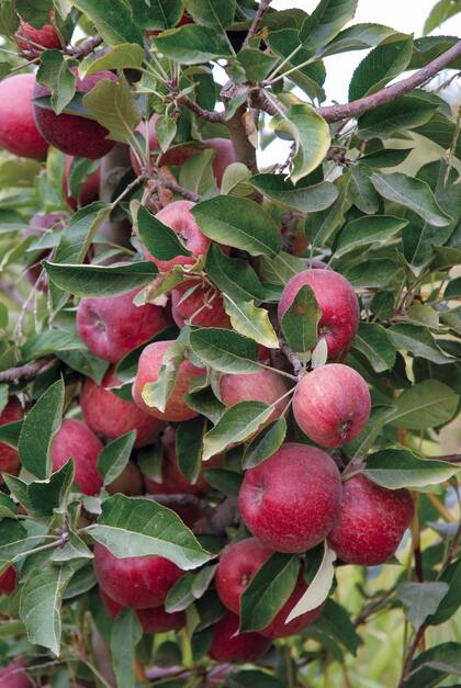 Los árboles frutales van a tener una época complicada por no acumular la cantidad de horas frío necesarias.