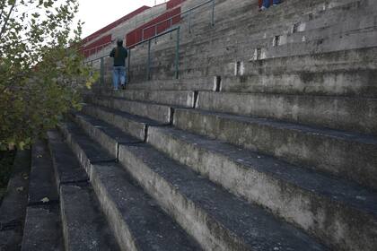 Los árboles invaden las gradas