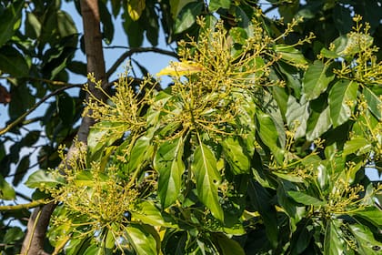 Los árboles más productivos de palta se injertan sobre variedades más rústicas que la que estamos poniendo arriba, eso hará que sean más resistentes al ataque de plagas u enfermedades