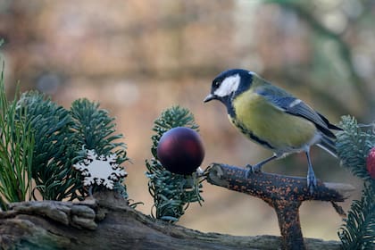 Los árboles naturales se pueden implementar como habitats para la vida silvestre (Pexels/RomanBiernacki)