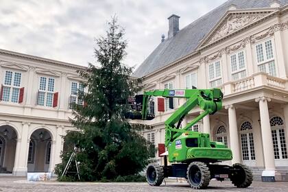 Los árboles
navideños que este año decoraron
las entradas de los palacios de Huis Ten
Bosch y Noordeinde terminaron en el
zoológico Blijdorp de Rotterdam.