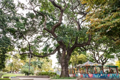 Los árboles pueden reducir las temperaturas ambientales en un rango de 1 a 5 °C en áreas urbanas