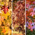 Cinco árboles que explotan de color justo cuando el jardín empieza a apagarse