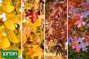 Cinco árboles que explotan de color justo cuando el jardín empieza a apagarse
