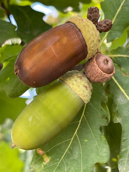 Los árboles que producen la bellota y que tienen son el roble (las da desde febrero por cuatro meses); la encina (algo más tarde) y el alcornoque (el último en producirla)