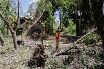 Los árboles siguen caídos en el Delta tras el fuerte temporal del 17 de diciembre.