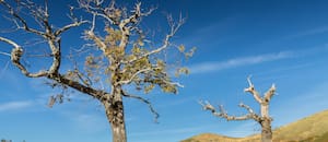 La ciencia encontró el motivo por el que algunos árboles soportan sequías prolongadas