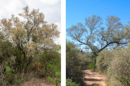Los árboles son parte del paisaje autóctono: aquí, Santa Rita blanca y quebracho colorado.