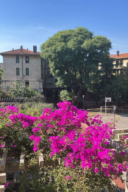 Los árboles y las plantas son un sello distintivo de este lugar