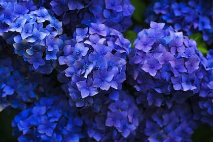 Los arbustos de hortensia pueden superar los tres metros de altura dependiendo de la especie