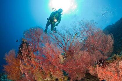 Los arrecifes de coral de Palaos son el principal atractivo para muchos visitantes.