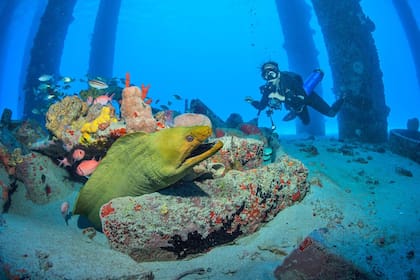 Los arrecifes son uno de los atractivos más emblemáticos en St. Croix