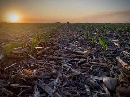 Los arrendamientos se negocian al inicio de la campaña