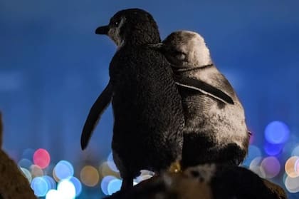 Los arrumacos de la pareja de aves para quitarse la tristeza de la viudez conmovieron a cientos de miles de personas alrededor del mundo