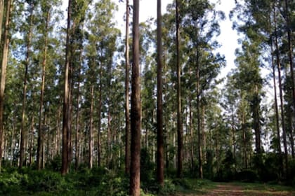 Corrientes, tiene un gran desarrollo forestal
