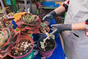 ¿Cómo hacer que las suculentas crezcan más rápido?