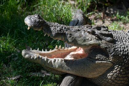 Los ataques de cocodrilo a humanos son frecuentes en algunas poblaciones de África y Asia