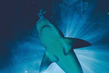 Los ataques de tiburones crecieron notablemente durante el último año