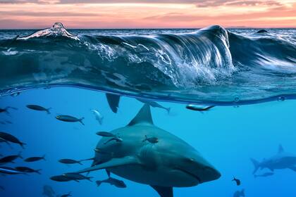 Los ataques de tiburones crecieron notablemente durante el último año