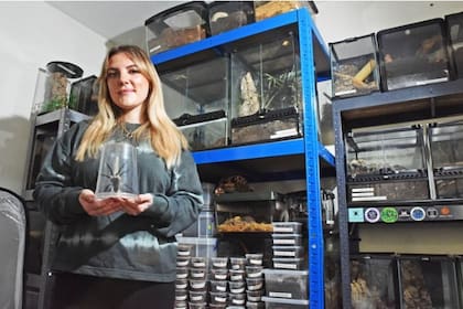 Los autores de la investigación subrayan la necesidad de restringir la venta de tarántulas como mascotas exóticas para colaborar con su preservación