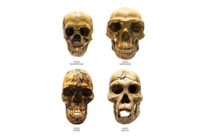 Los autores del estudio dicen que el Homo bodoensis puede ayudar a dar claridad sobre la evolución de los humanos