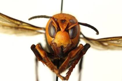 Los avispones gigantes asiáticos pueden ser muy agresivos y son una amenaza para agricultores y campesinos en general