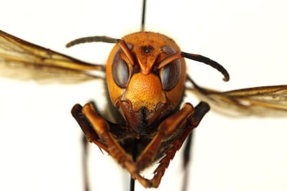 Los avispones gigantes asiáticos son considerados un peligro para las abejas y los humanos