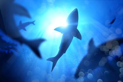 Los avistamientos de tiburones han provocado miedo entre los locales, por lo que evitan salir a pescar.