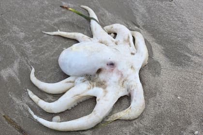 Los avistamientos se registraron principalmente en zonas cercanas a Corpus Christi