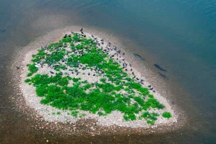 Los bagres de Wels rodean un pequeño islote en el río Tarn (Francia), preparándose para atrapar palomas desprevenidas