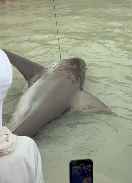 Los bañistas quedaron sorprendidos con el tiburón de más de dos metros de largo