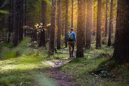 Los baños de bosque, llamados shinrin-yoku en Japón, forman parte del fenómeno del silencio