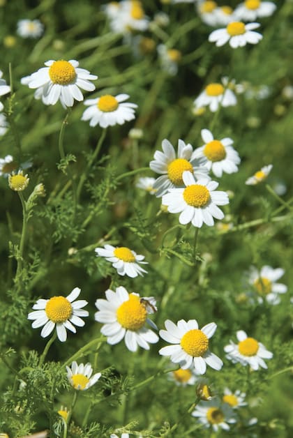 Los baños y lavados de manzanilla son tranquilizantes y actúan con eficacia sobre el sistema nervioso.