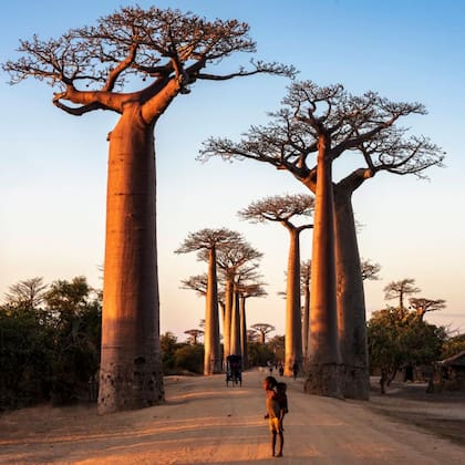 Los baobab son capaces de almacenar grandes cantidades de agua dentro de sus enormes troncos, lo cual les permite sobrevivir a las sequías