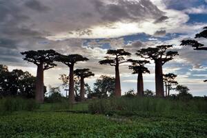 Por qué se están muriendo los milenarios baobabs de África
